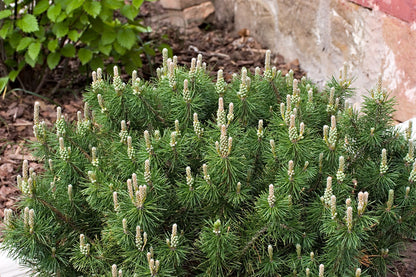 Enci Mugo Pine (Pinus mugo &