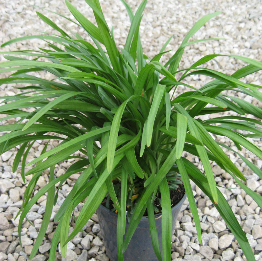 Big Blue Lily Turf (Liriope muscari &