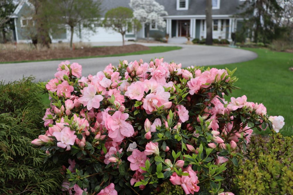 Perfecto Mundo Pink Carpet® Azalea (AZALEA PERFECTO MUNDO PINK CARPET) - QT