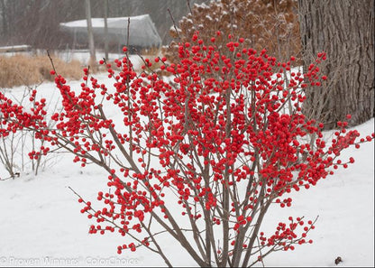 Proven Winners® Color Choice® Berry Poppins® Winterberry Holly (Ilex verticillata &