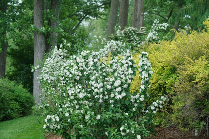 Illuminati Spice® Mock Orange (Philadelphus coronarius &
