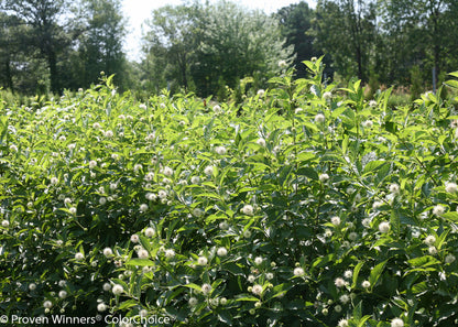 Sugar Shack® Buttonbush (Cephalanthus occidentalis ‘Sugar Shack’) - QT