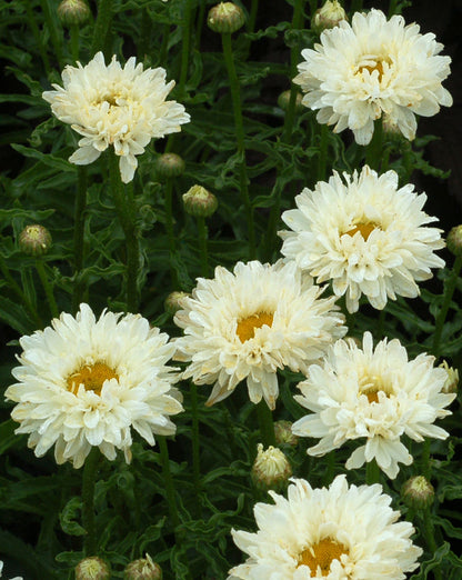 Victorian Secret Shasta Daisy (Leucanthemum &
