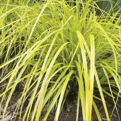 Evercolor® Everillo Gold Weeping Sedge (Carex &
