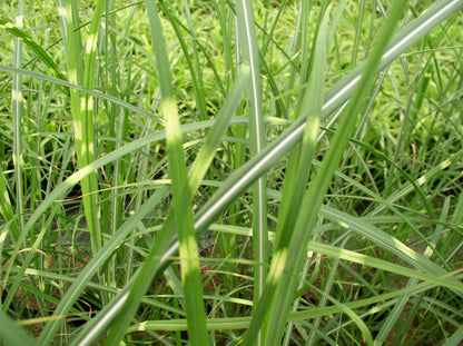 Zebra Grass (Miscanthus sinensis &