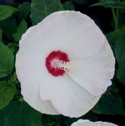 Luna™ White Hardy Hibiscus (Hibiscus mos. &