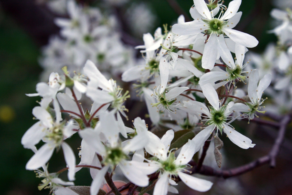Smokey Serviceberry (Amelanchier alnifolia &