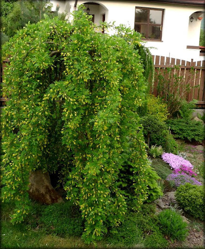 Weeping Siberian Peashrub (Caragana arborescens &
