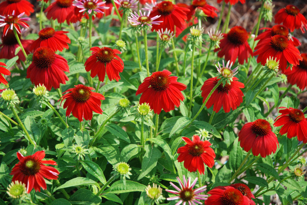 Sombrero Salsa Red Coneflower (Echinacea x purpurea &