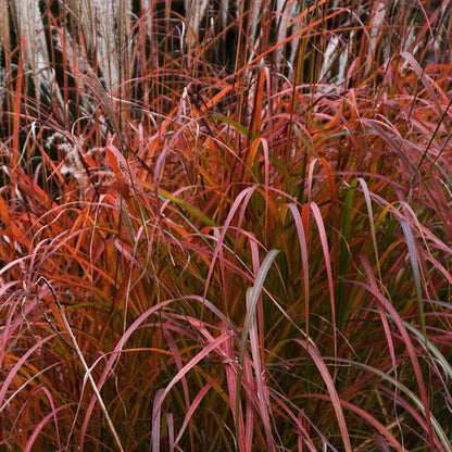 Fire Dragon Maiden Grass (Miscanthus sinensis &
