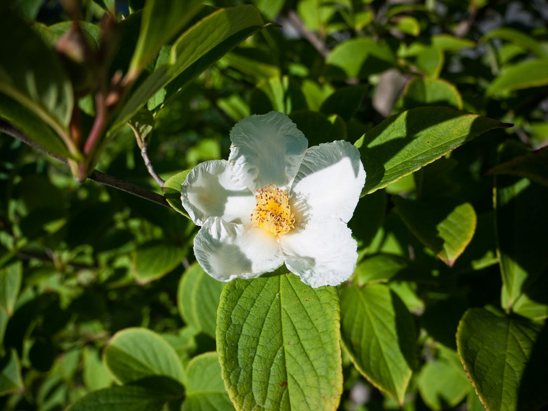 Japanese Stewartia (Stewartia pseudocamellia) - 1 gallon 5-6&