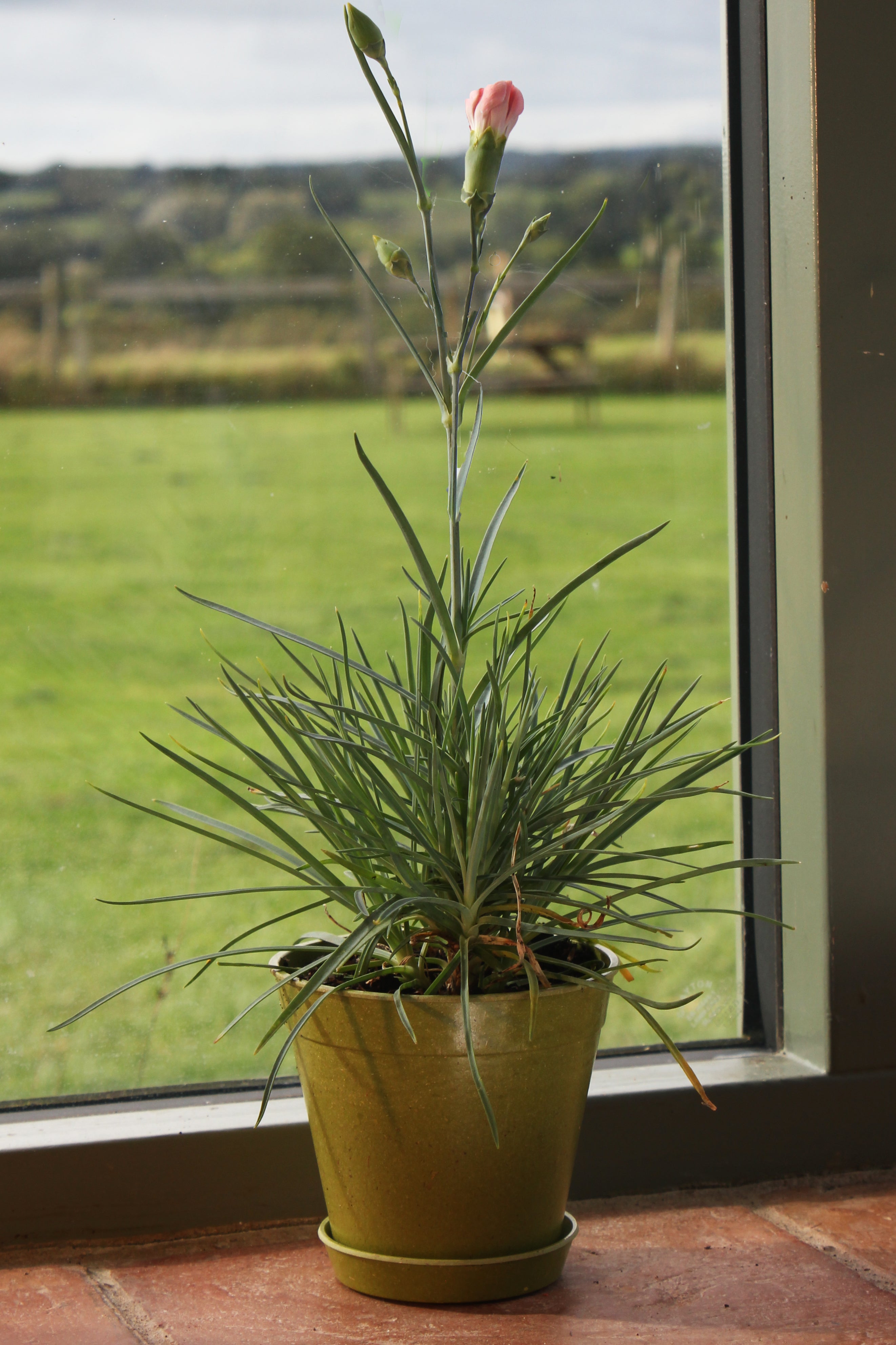 Bamboo Pot (5 pack) - 4" Green