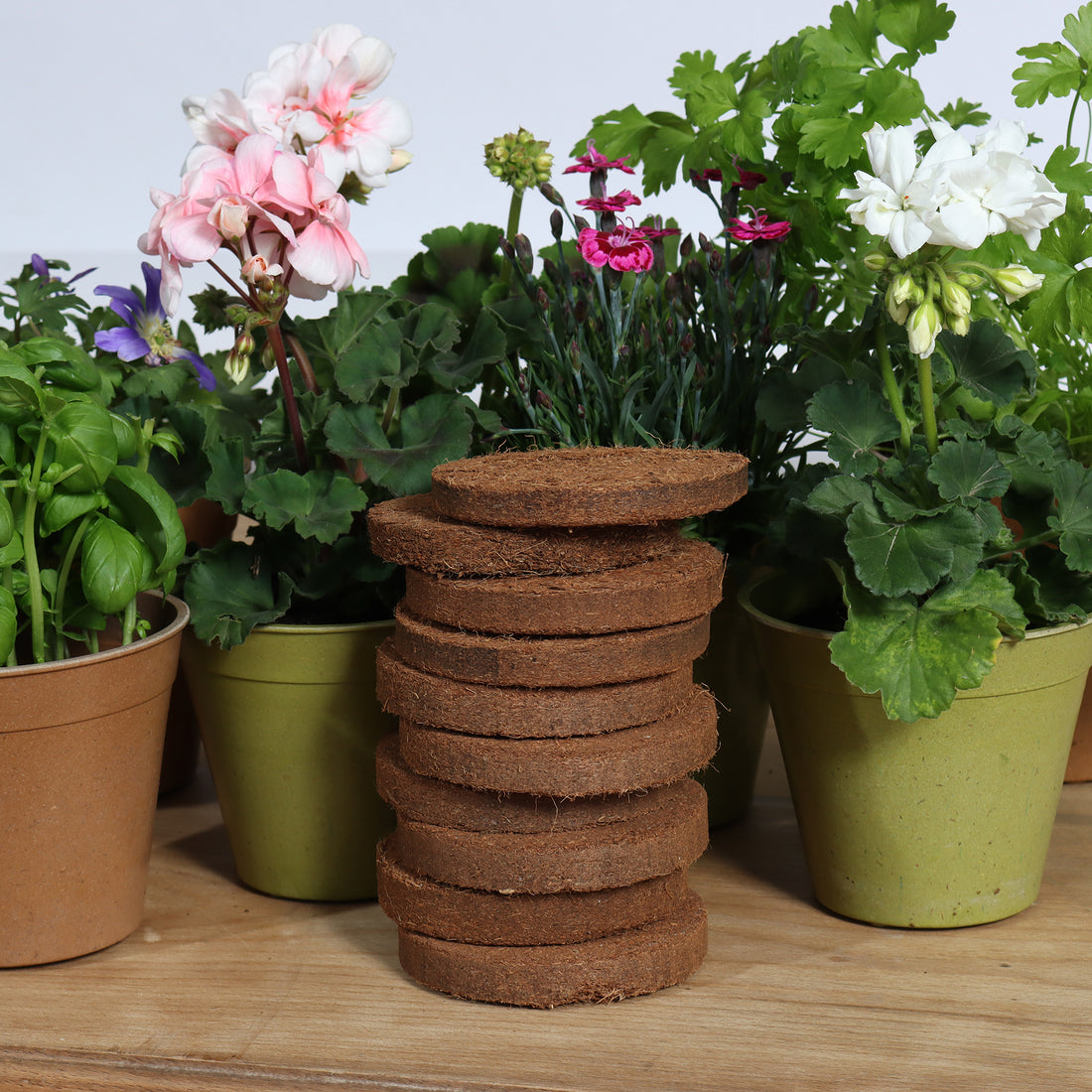 Coir 20g Disc (10 pack) - Growlite Premium
