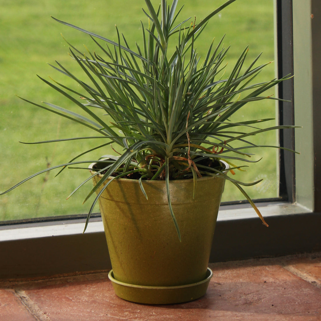Bamboo Saucer (5 pack) - 4" Green