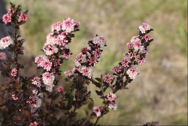 Tiny Wine® Ninebark (Physocarpus opulifolius &