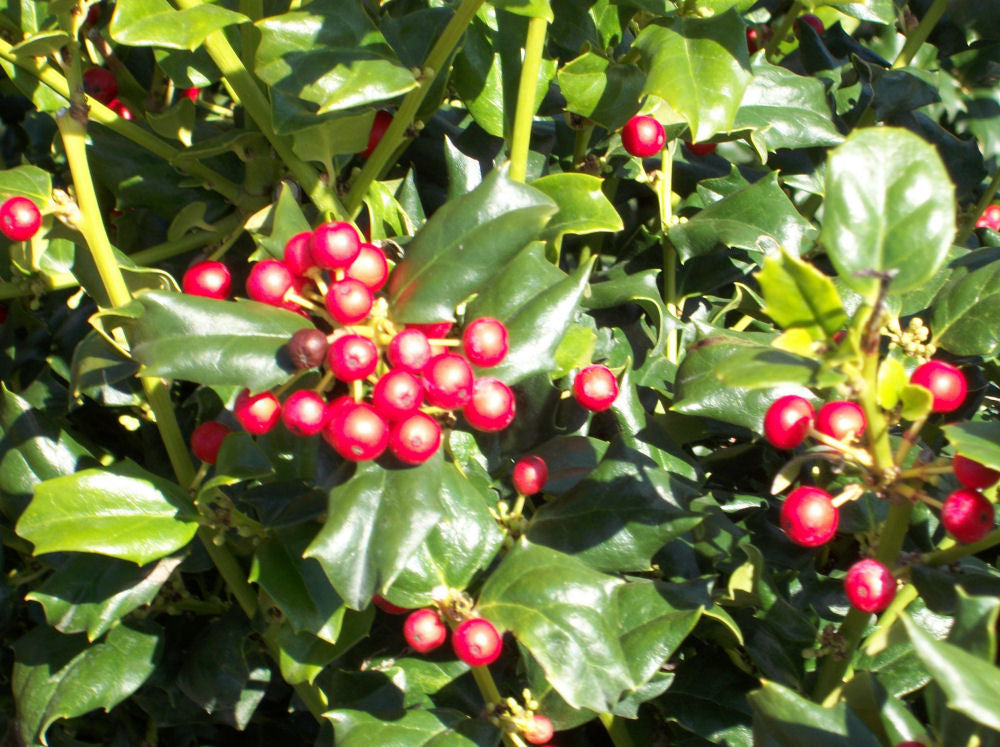 China Girl™ Broadleaf Holly (Ilex x meserveae &