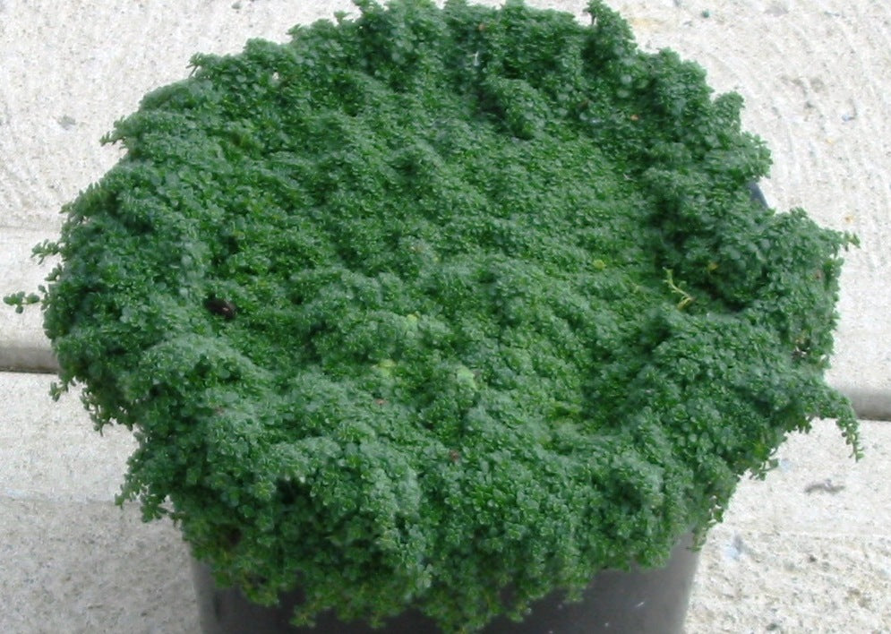 Creeping Thyme &