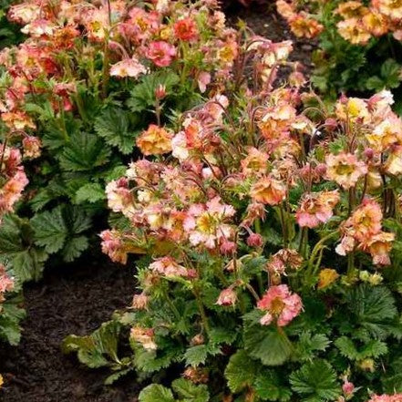 Geum Pretticoats™ Peach  (Geum pretticoats &