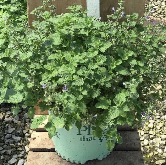 SylvesterBlue™ Catmint (Nepeta sylvester &