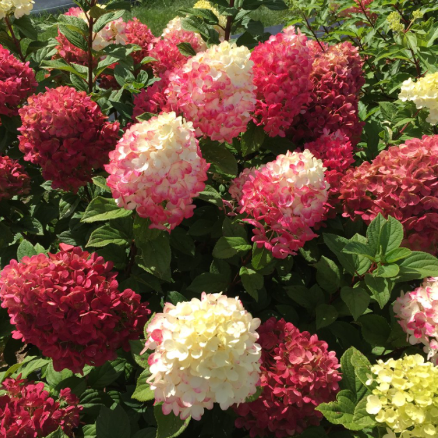 Little Lime Punch® Panicle Hydrangea (Hydrangea &
