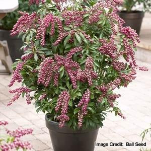 Pieris jap. Passion Party™ &