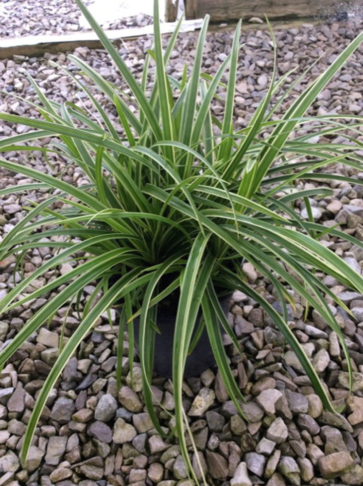 Ice Dance Sedge (Carex morrowii &