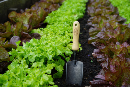 DeWit Tool Gift Set - Starter Intro to Gardening