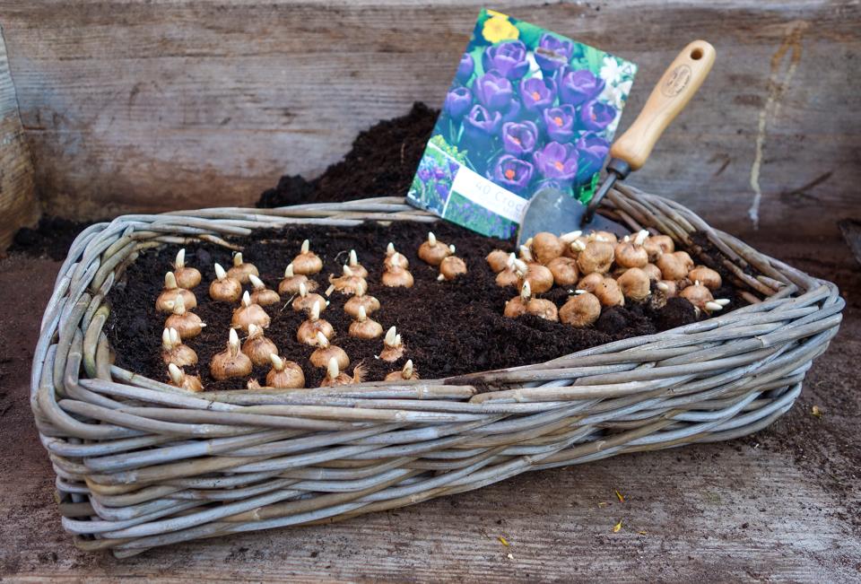 DeWit Tool Gift Set  -  Repotting/Transplanting