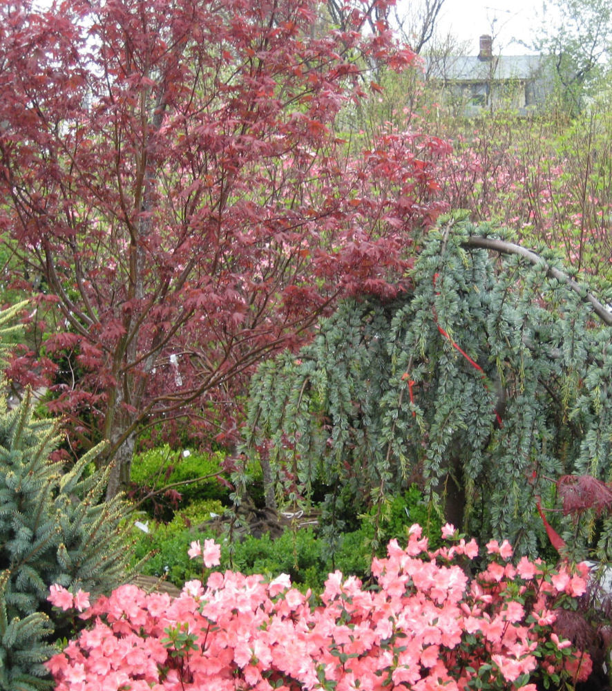 Bloodgood Japanese Maple (Acer palmatum &