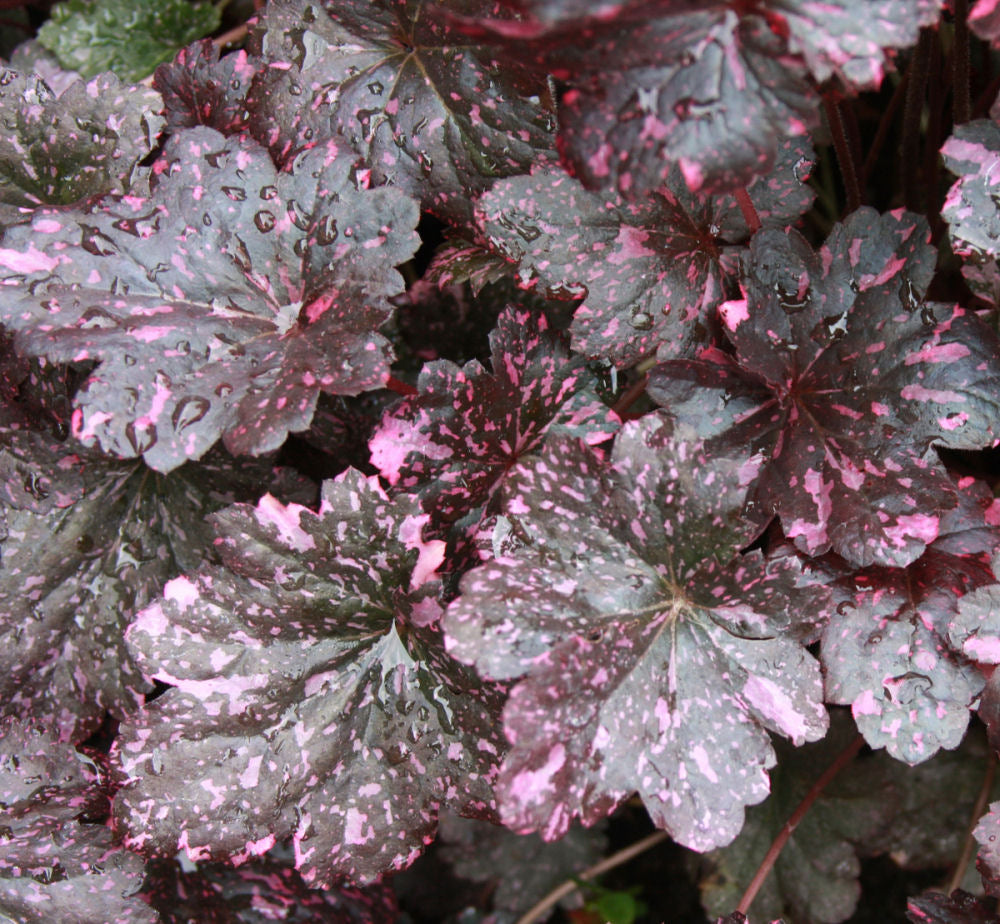 Midnight Rose Coral Bells (Heuchera midnight &