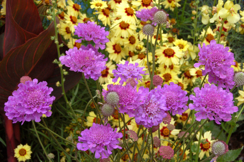 Violet Blue Pincushion Flower (Scabiosa vivid &