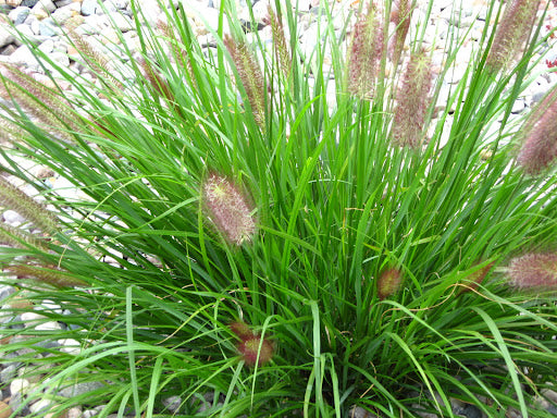 Red Head Fountain Grass (Pennisetum alopecuroides &