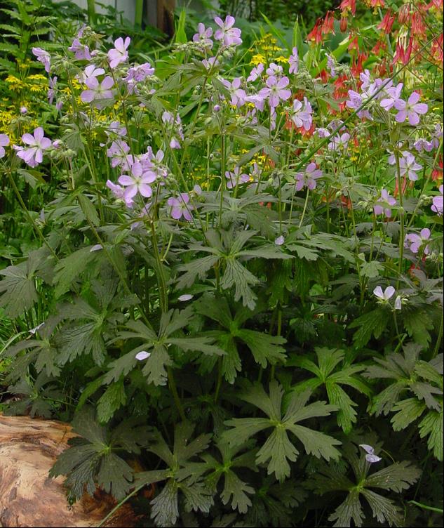Espresso Cranesbill (Geranium M &
