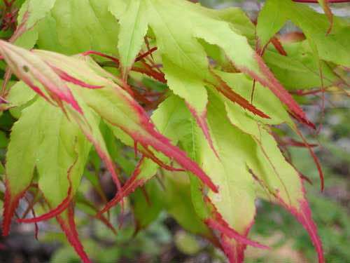 Tsuma Gaki Japanese Maple (Acer palmatum &