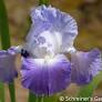 Clarence Bearded Iris (Iris germanica &