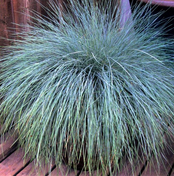 Beyond Blue™ Festuca (Festuca &