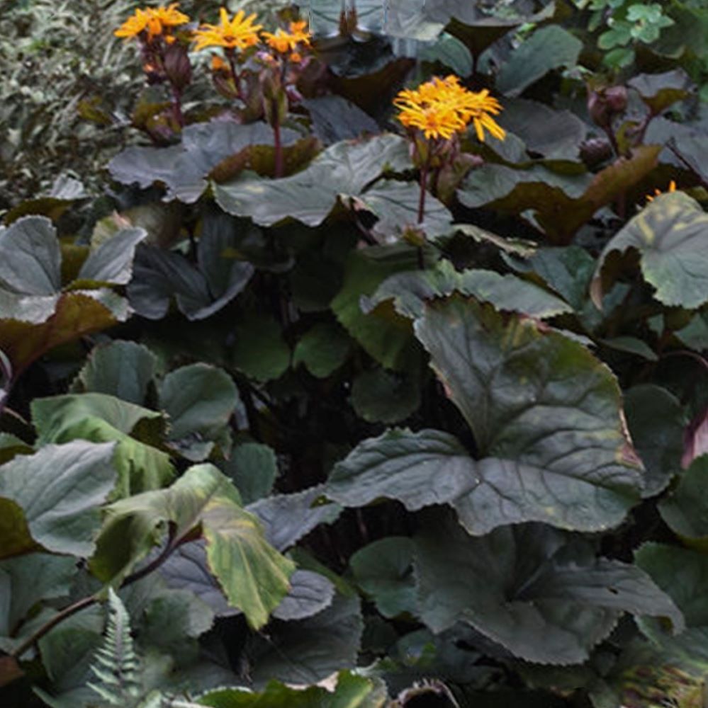 Britt-Marie-Crawford Bigleaf Ligularia Leopard Plant (Ligularia &