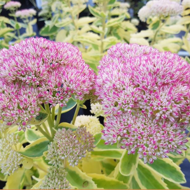 Frosted Fire Autumn Stonecrop (Sedum frosted &