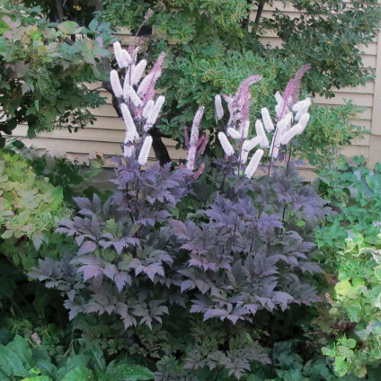 Hillside Black Beauty Bugbane (Cimicifuga R &