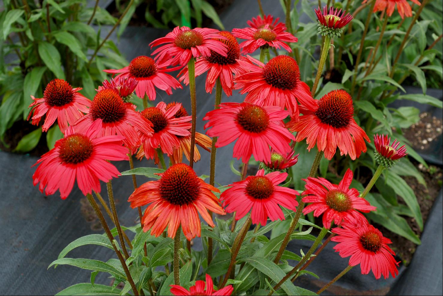 Kismet™ Red Coneflower (Echinacea kismet &