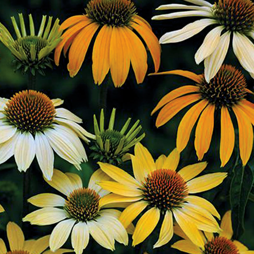 Mellow Yellows Coneflower (Echinacea purpurea &