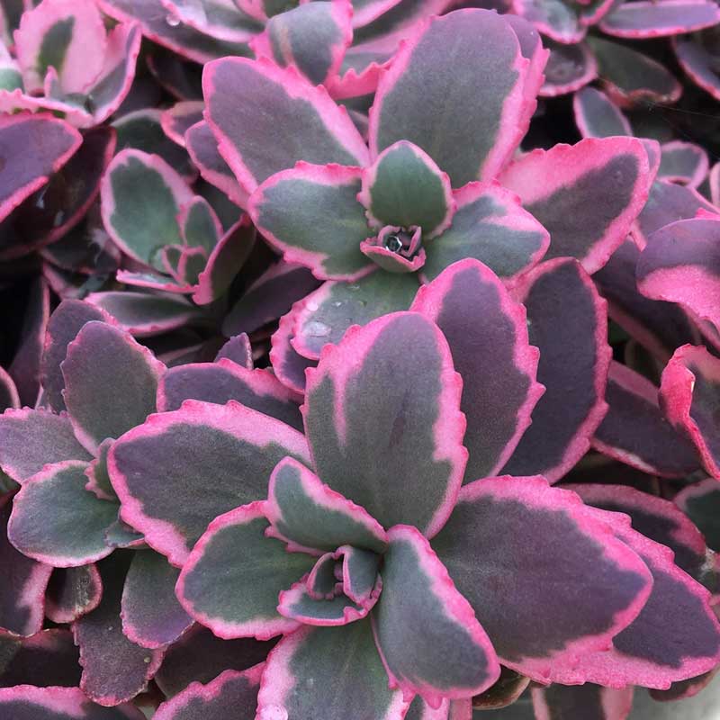 SunSparkler® Dream Dazzler Stonecrop (Sedum dream &