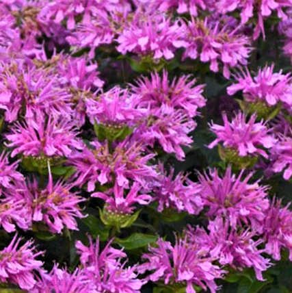 Sugar Buzz® Rockin Raspberry Bee Balm (Monarda &