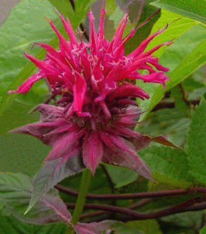 Raspberry Wine Bee Balm (Monarda &