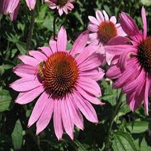 Prairie Splendor Coneflower (Echinacea purpurea &