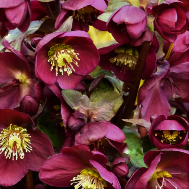 Frostkiss® Anna’s Red Lenten Rose (Helleborus &