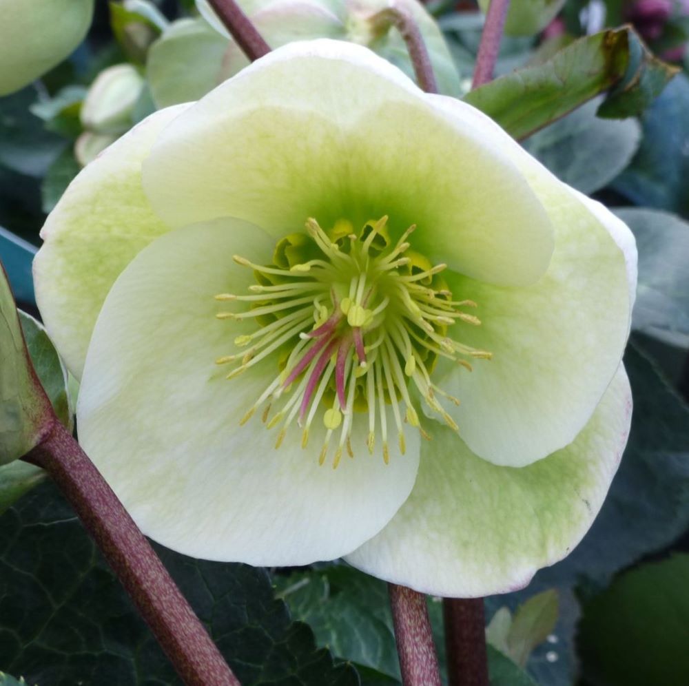 Moondance Lenten Rose (Helleborus &