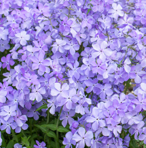Blue Moon Phlox (Phlox D &