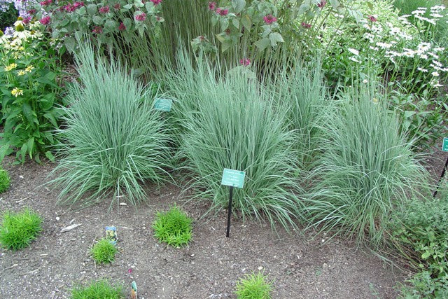 The Blues Little Bluestem (Schizachyrium scoparium &