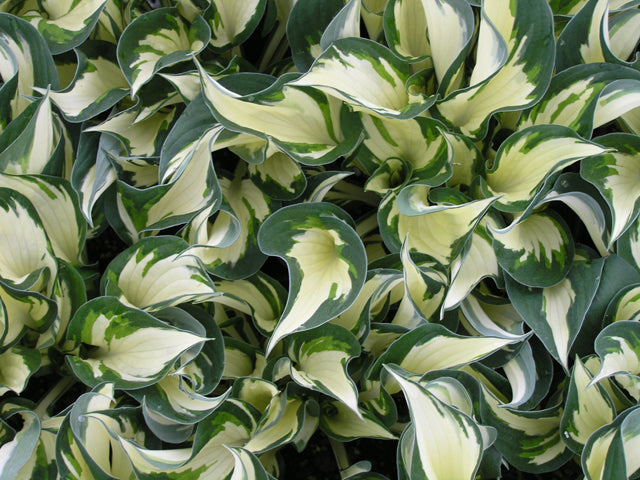 Fire and Ice Plantain Lily (Hosta fire &